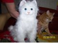 продаём интерактивную кошку и шапку меховую в городе Бердск, фото 1, Новосибирская область