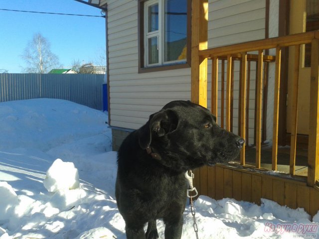 Эта собака станет отличным другом в городе Зеленоград, фото 5, стоимость: 5 руб.