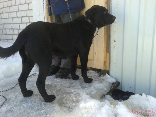 Эта собака станет отличным другом в городе Зеленоград, фото 6, Собаки