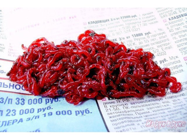 Мотыль оптом в городе Нижнекамск, фото 1, стоимость: 0 руб.