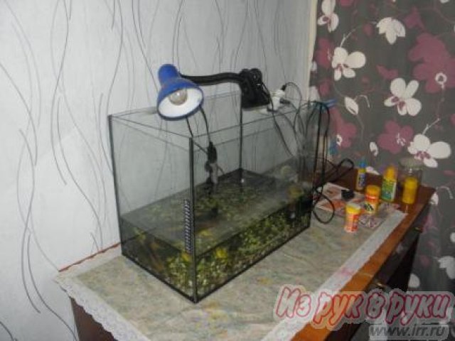 продам аквариум 70 литров с черепахами в городе Санкт-Петербург, фото 1, Ленинградская область