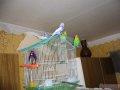 попугаи в городе Киров, фото 1, Калужская область