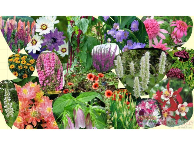 продам рассаду многолетних и летних цветов в городе Тюмень, фото 1, стоимость: 25 руб.