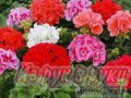 Комнатные цветы в городе Казань, фото 6, Растения
