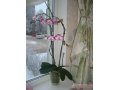 Орхидея цветущая-великолепный подарок! в городе Калининград, фото 1, Калининградская область