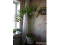 комнатные растения в городе Черногорск, фото 1, Хакасия