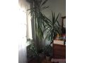 Продам комнатные растения Юкка у Малочай Миля в городе Тюмень, фото 1, Тюменская область