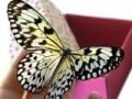 Продается Одна бабочка - розница в городе Владимир, фото 1, Владимирская область