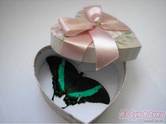 Тропическая бабочка в коробочке в городе Магнитогорск, фото 3, стоимость: 1 500 руб.