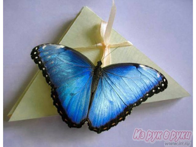 Тропическая бабочка в коробочке в городе Магнитогорск, фото 4, Тематические подарки