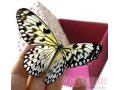 Тропическая бабочка в коробочке в городе Магнитогорск, фото 2, стоимость: 1 500 руб.