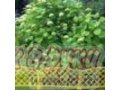 Забор декоративный «Плетенка» в городе Саратов, фото 1, Саратовская область