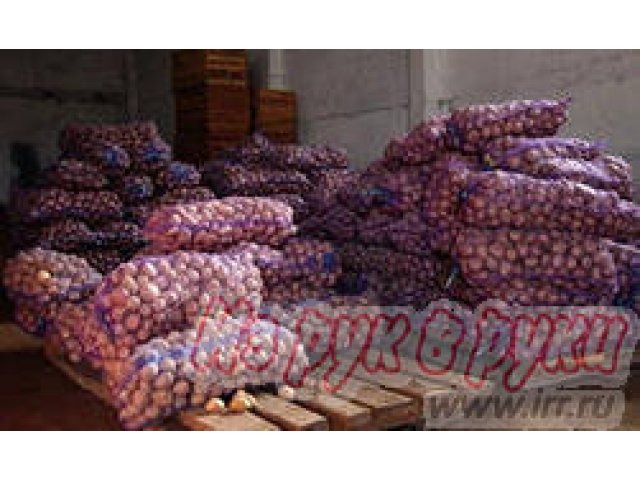 Картофель оптом.  От производителя.  От 20 тонн в городе Нижний Новгород, фото 1, стоимость: 16 руб.