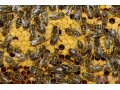 Продам пчелосемьи и пчелопакеты в городе Валуйки, фото 1, Белгородская область