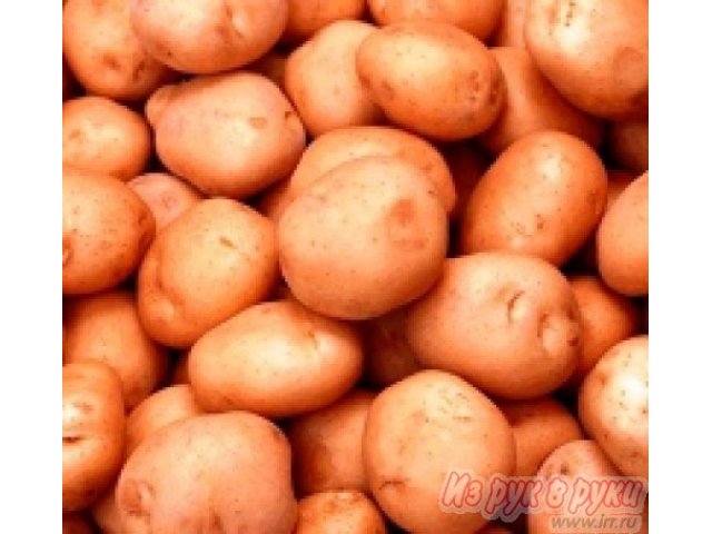 Продаю семена картофеля в городе Барнаул, фото 1, стоимость: 0 руб.