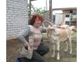 Молоко козье домашнее в городе Барнаул, фото 1, Алтайский край