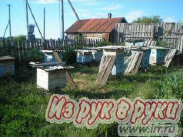 Мед в городе Димитровград, фото 1, стоимость: 400 руб.