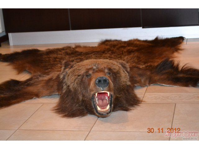 шкура медведя в городе Новокузнецк, фото 1, стоимость: 23 000 руб.