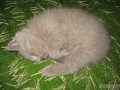 Британский котенок лилового окраса в городе Каменск-Шахтинский, фото 1, Ростовская область