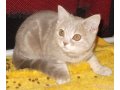 скоттиш страйты - шотландские прямоухие короткошерстные котята в городе Кострома, фото 1, Костромская область