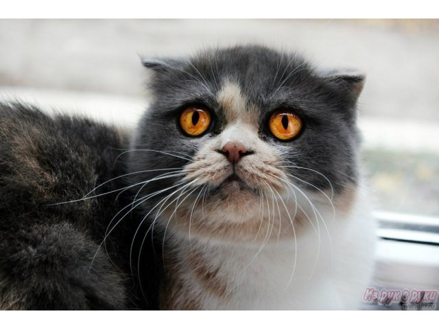 Продаются шотландские котята в городе Таганрог, фото 1, стоимость: 0 руб.