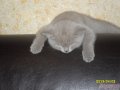 Продам Британских котят в городе Сатка, фото 1, Челябинская область