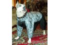 Одежда для собак в городе Уфа, фото 1, Башкортостан