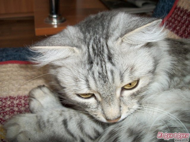 сибирская кошка в городе Уфа, фото 3, стоимость: 0 руб.