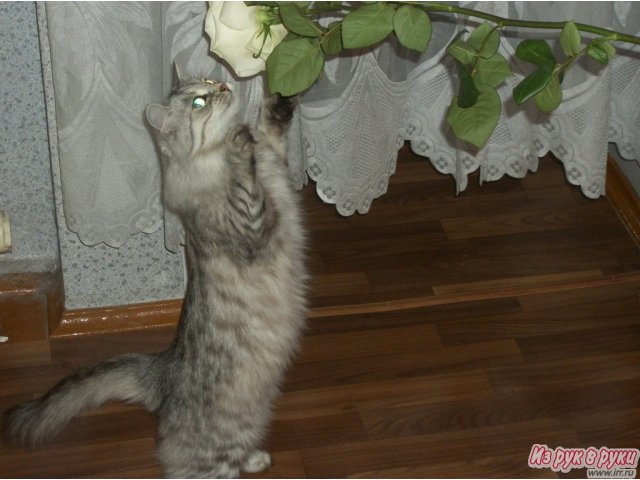 сибирская кошка в городе Уфа, фото 4, Кошки