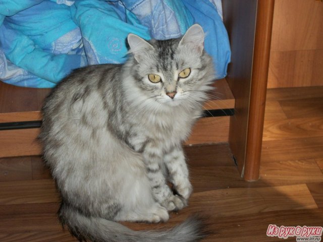 сибирская кошка в городе Уфа, фото 6, стоимость: 0 руб.