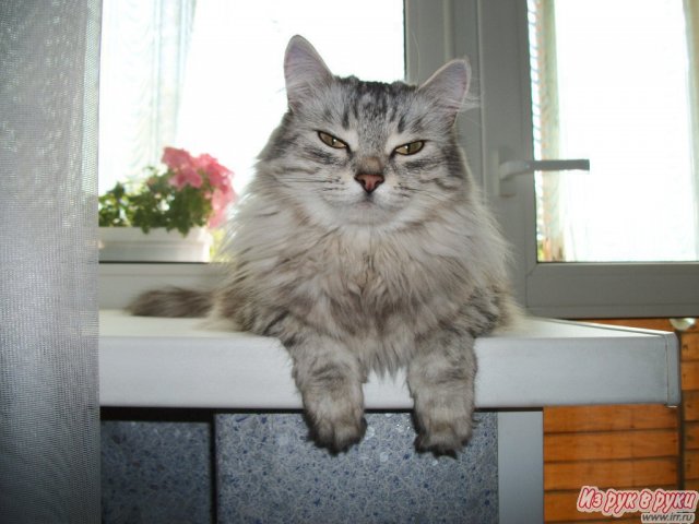 сибирская кошка в городе Уфа, фото 7, Кошки