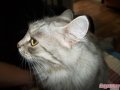 сибирская кошка в городе Уфа, фото 11, стоимость: 0 руб.