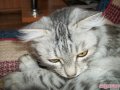 сибирская кошка в городе Уфа, фото 3, Кошки
