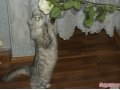 сибирская кошка в городе Уфа, фото 4, Башкортостан