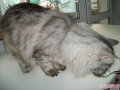 сибирская кошка в городе Уфа, фото 5, стоимость: 0 руб.