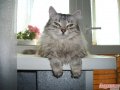 сибирская кошка в городе Уфа, фото 7, Башкортостан