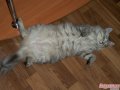 сибирская кошка в городе Уфа, фото 8, стоимость: 0 руб.