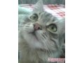 сибирская кошка в городе Уфа, фото 9, Кошки