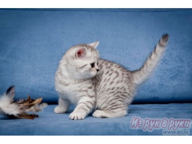 Чистопородные британцы в городе Ярославль, фото 3, Кошки