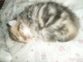 Шикарные мраморные котята. в городе Ревда, фото 1, Свердловская область