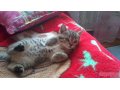 Британский котенок с родословной в городе Набережные Челны, фото 1, Татарстан