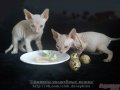 Очаровательные котята Донского Сфинкса в городе Набережные Челны, фото 1, Татарстан