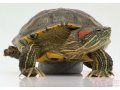 отдам черепаху в городе Чебоксары, фото 1, Чувашия