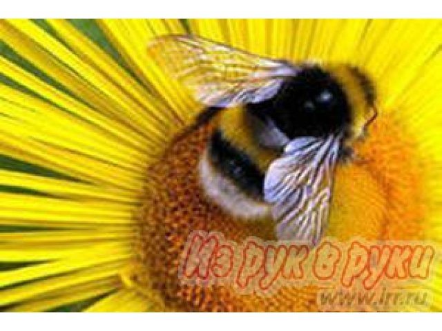 продаём пчелопакеты карпатской породы в городе Тюмень, фото 1, стоимость: 2 700 руб.