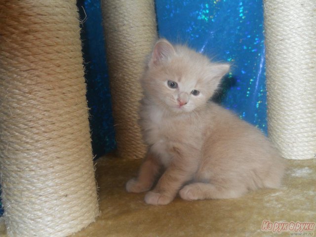 Котята курильского бобтейла из питомника Лерошель в городе Барнаул, фото 1, Кошки