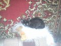 Котенок в городе Бор, фото 1, Нижегородская область