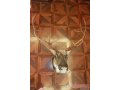 Чучело головы крупного оленя с рогами и шеей в городе Коломна, фото 1, Московская область