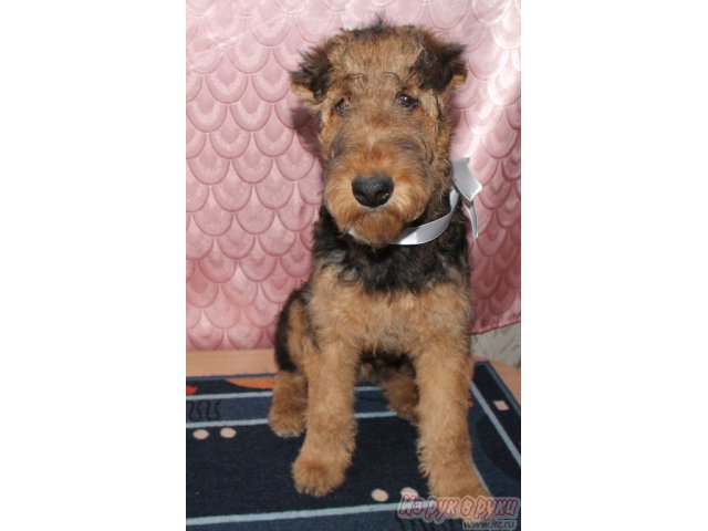 Эрдельтерьер Купить Щенка В Казани