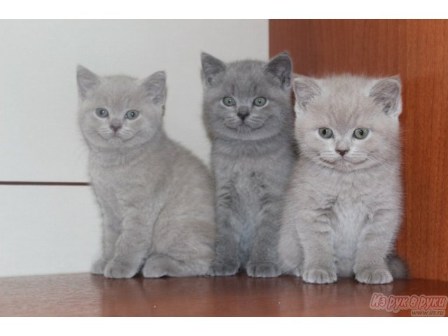 Британские котята в городе Сургут, фото 3, стоимость: 15 000 руб.