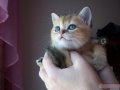 Клубный котенок скоттиш страйт в городе Набережные Челны, фото 1, Татарстан
